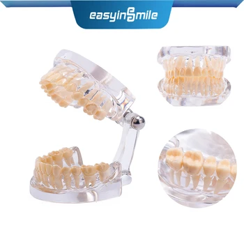 Easyinsmile Dental Standard Typodont Model Demonstration Transparent Teeth Model