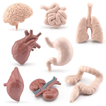 Simuliacija Žmogaus liemens kūno organas Miniatiūriniai anatomijos organai Modelis Smegenų širdies figūrėlės Vaikai Montessori Kognityviniai žaislai